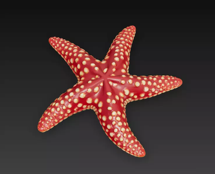 Starfish Realistic 3D Model Basic - Low Poly Realistic Low-poly 3D model_2