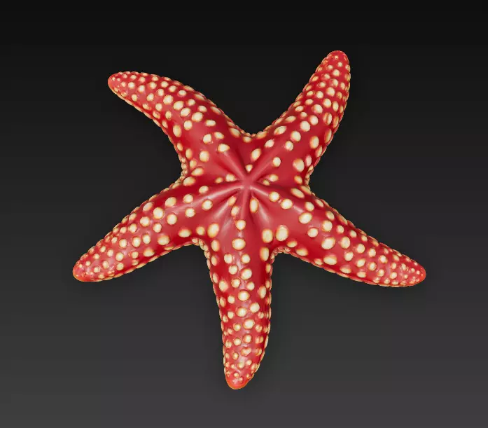Starfish Realistic 3D Model Basic - Low Poly Realistic Low-poly 3D model_8