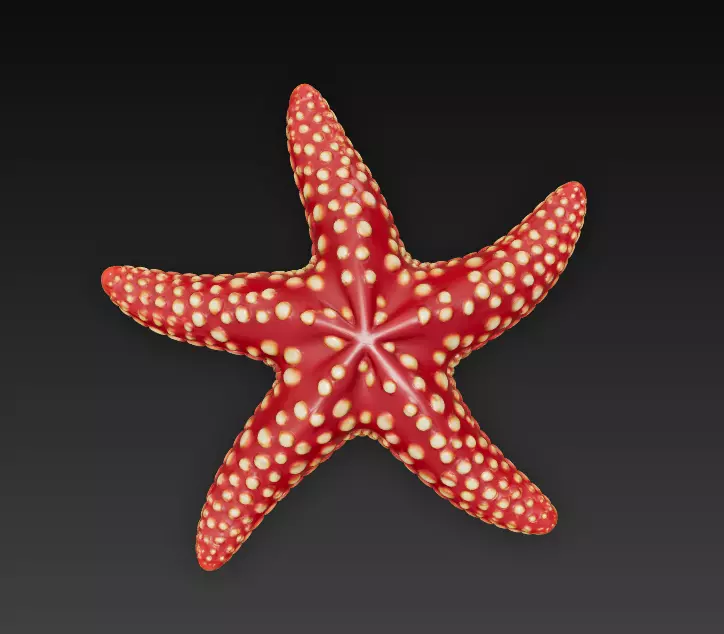 Starfish Realistic 3D Model Basic - Low Poly Realistic Low-poly 3D model_7