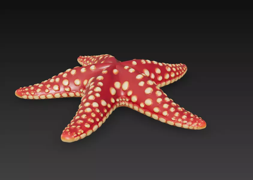 Starfish Realistic 3D Model Basic - Low Poly Realistic Low-poly 3D model_5