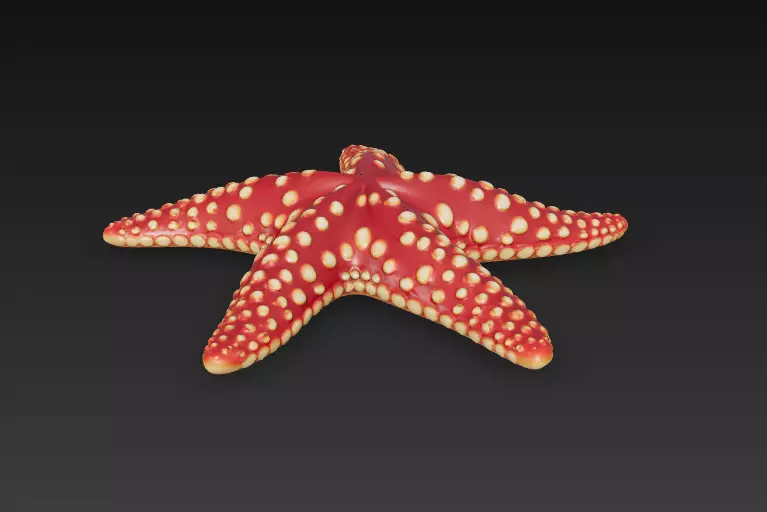Starfish Realistic 3D Model Basic - Low Poly Realistic Low-poly 3D model_4