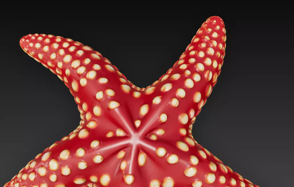Starfish Realistic 3D Model Basic - Low Poly Realistic Low-poly 3D model_9