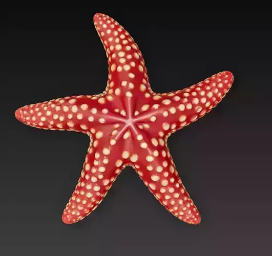 Starfish Realistic 3D Model Basic - Low Poly Realistic