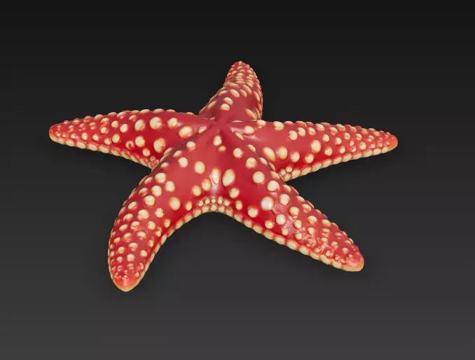 Starfish Realistic 3D Model Basic - Low Poly Realistic Low-poly 3D model_3