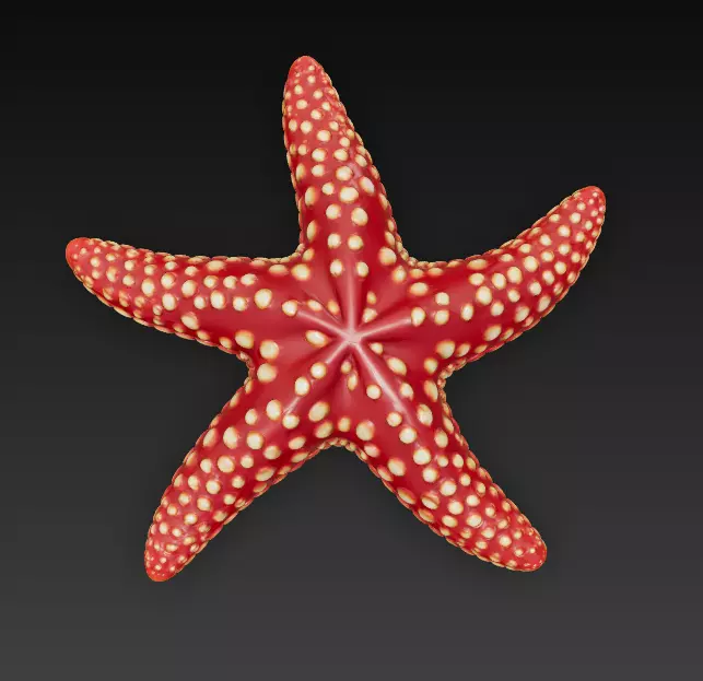 Starfish Realistic 3D Model Basic - Low Poly Realistic Low-poly 3D model_1