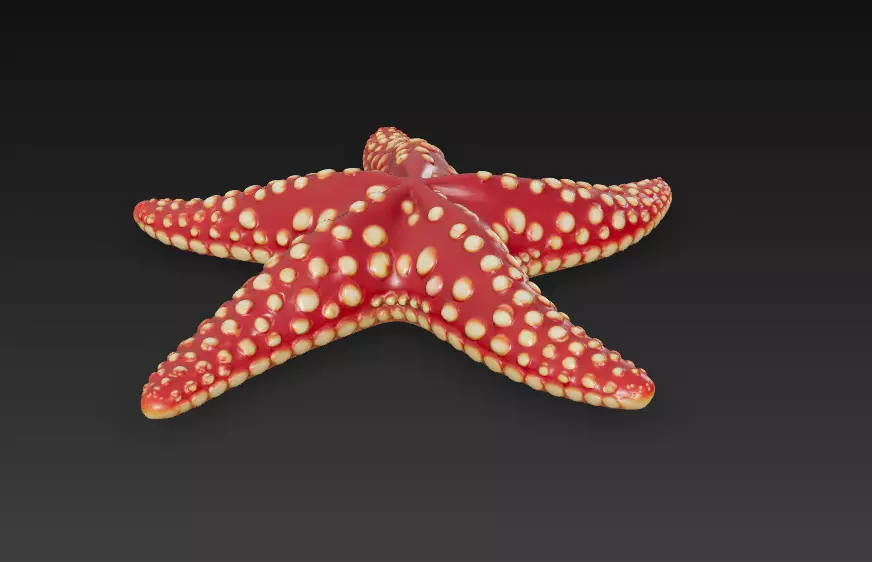 Starfish Realistic 3D Model Basic - Low Poly Realistic Low-poly 3D model_6