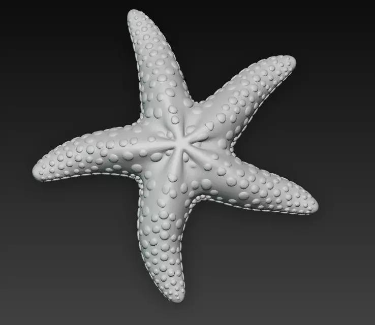 Starfish Realistic 3D Model Basic - Low Poly Realistic Low-poly 3D model_14