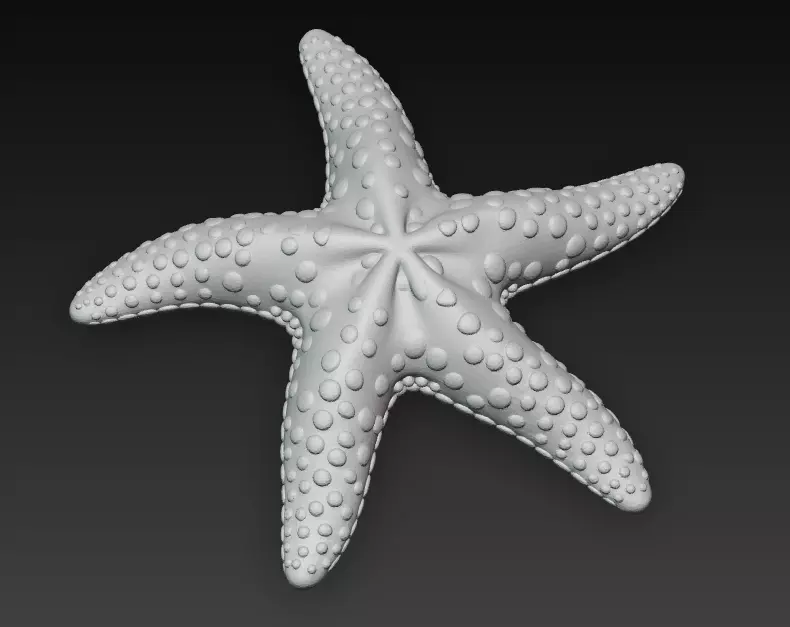 Starfish Realistic 3D Model Basic - Low Poly Realistic Low-poly 3D model_13