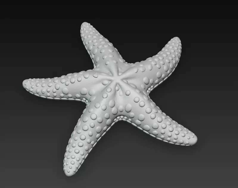 Starfish Realistic 3D Model Basic - Low Poly Realistic Low-poly 3D model_12