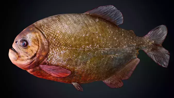 Piranha