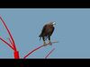 Pro Eagle - 8k - 3d animated 3D model_1