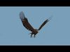 Pro Eagle - 8k - 3d animated 3D model_3