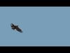 Pro Eagle - 8k - 3d animated 3D model_4