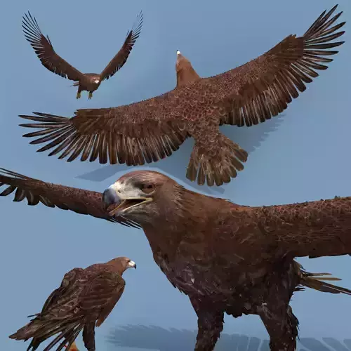 Pro Eagle - 8k - 3d animated 3D model