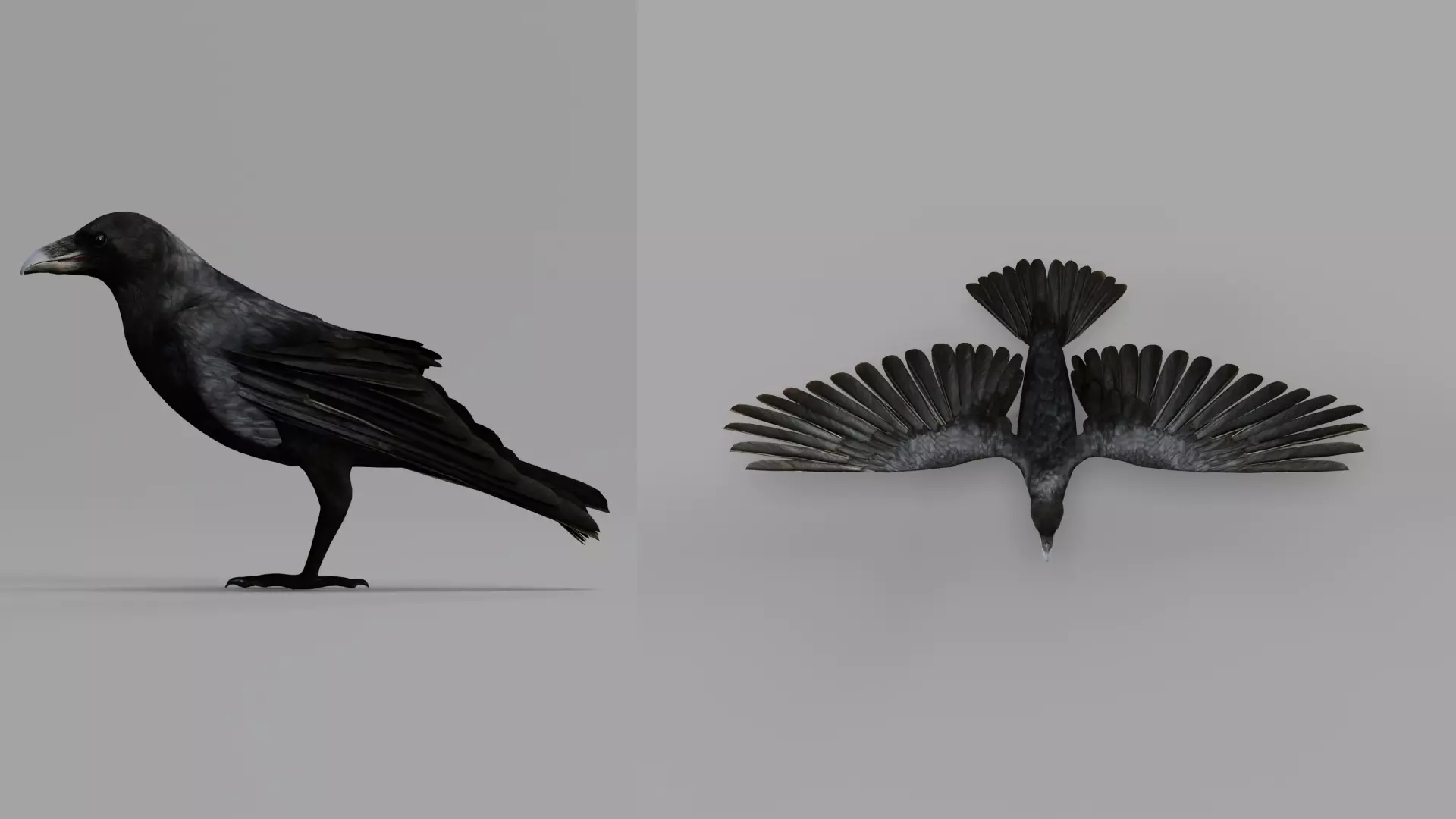 European Common Raven Bird Low-poly 3D model_5