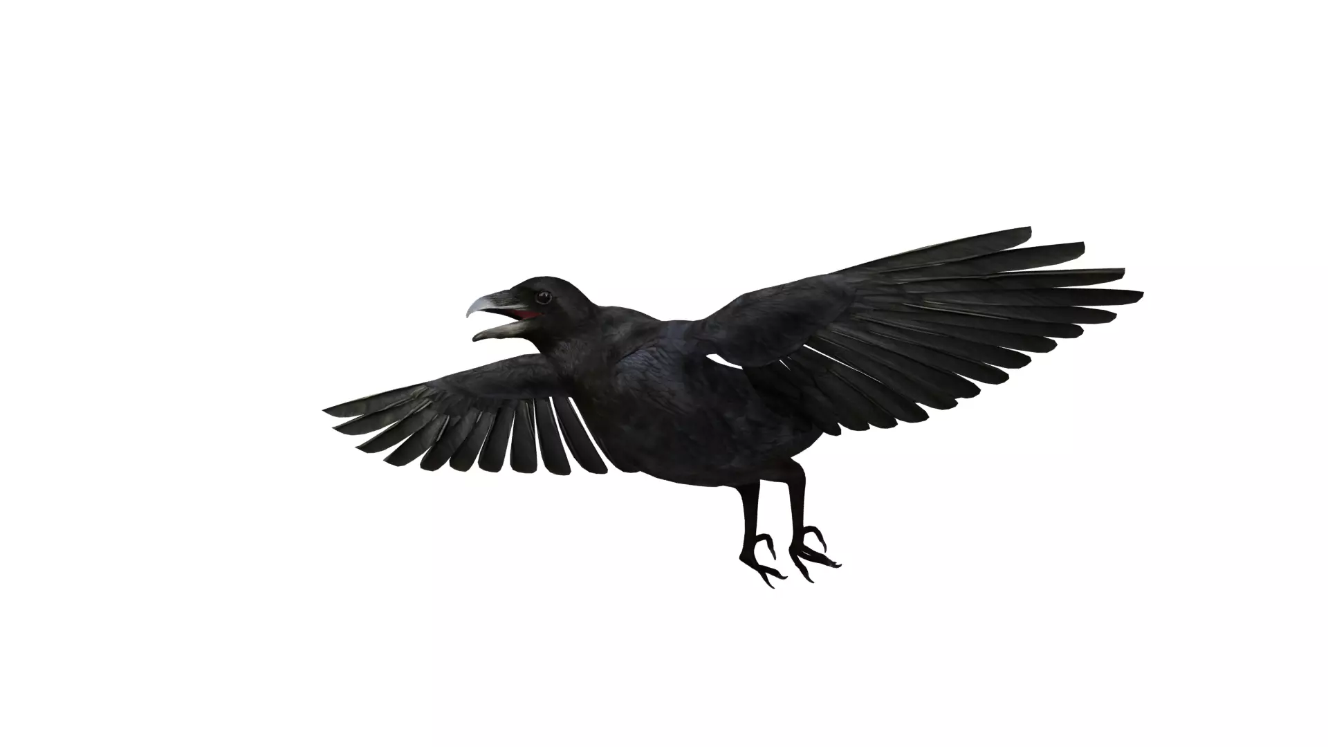 European Common Raven Bird Low-poly 3D model_44
