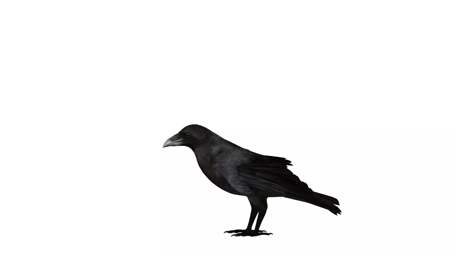European Common Raven Bird Low-poly 3D model_51