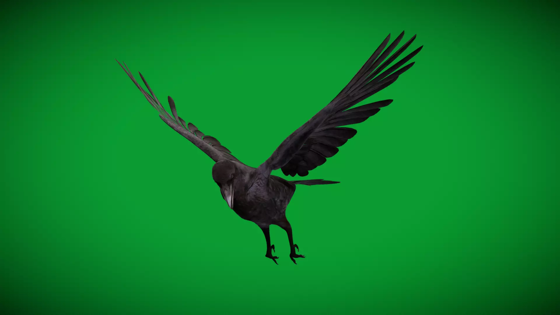European Common Raven Bird Low-poly 3D model_35