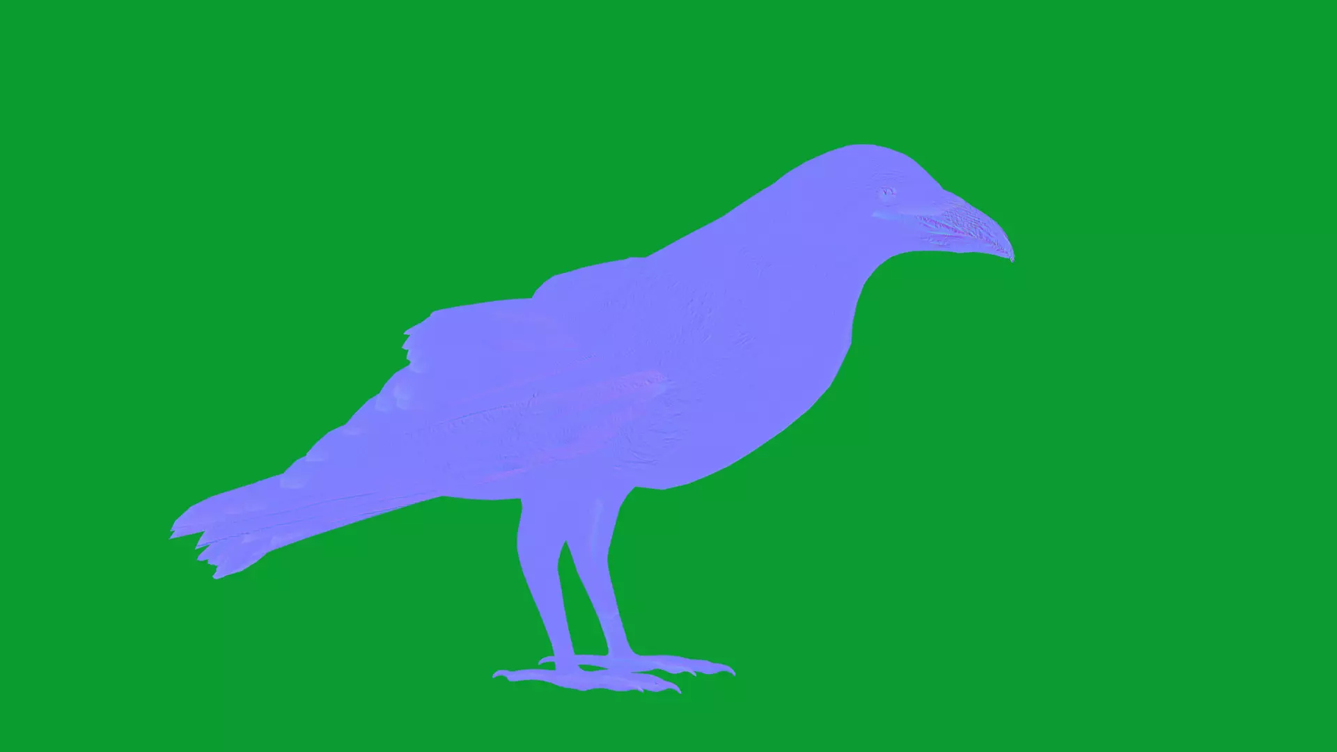 European Common Raven Bird Low-poly 3D model_16