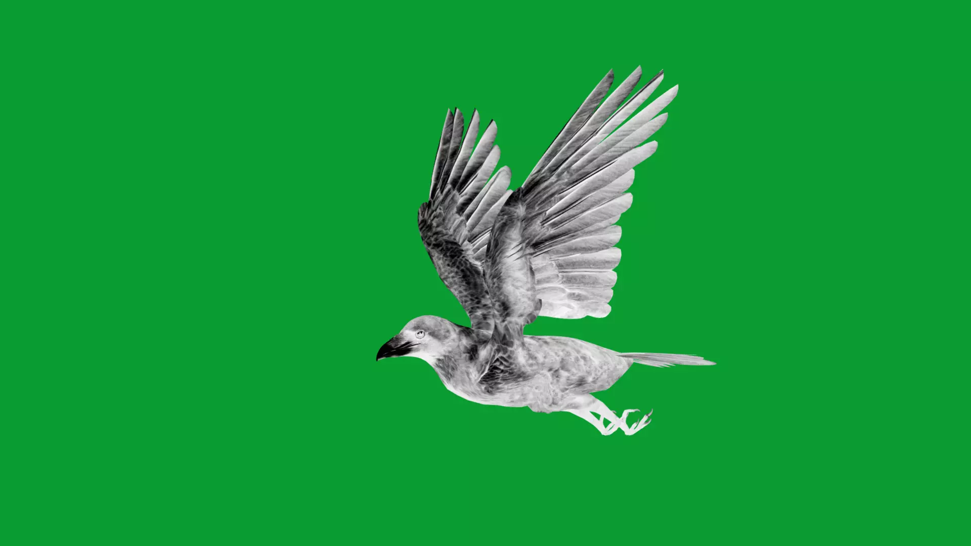 European Common Raven Bird Low-poly 3D model_9