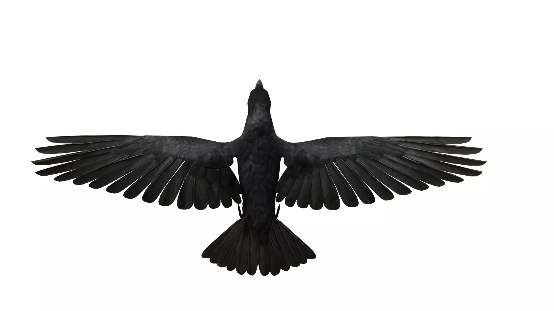 European Common Raven Bird Low-poly 3D model_50
