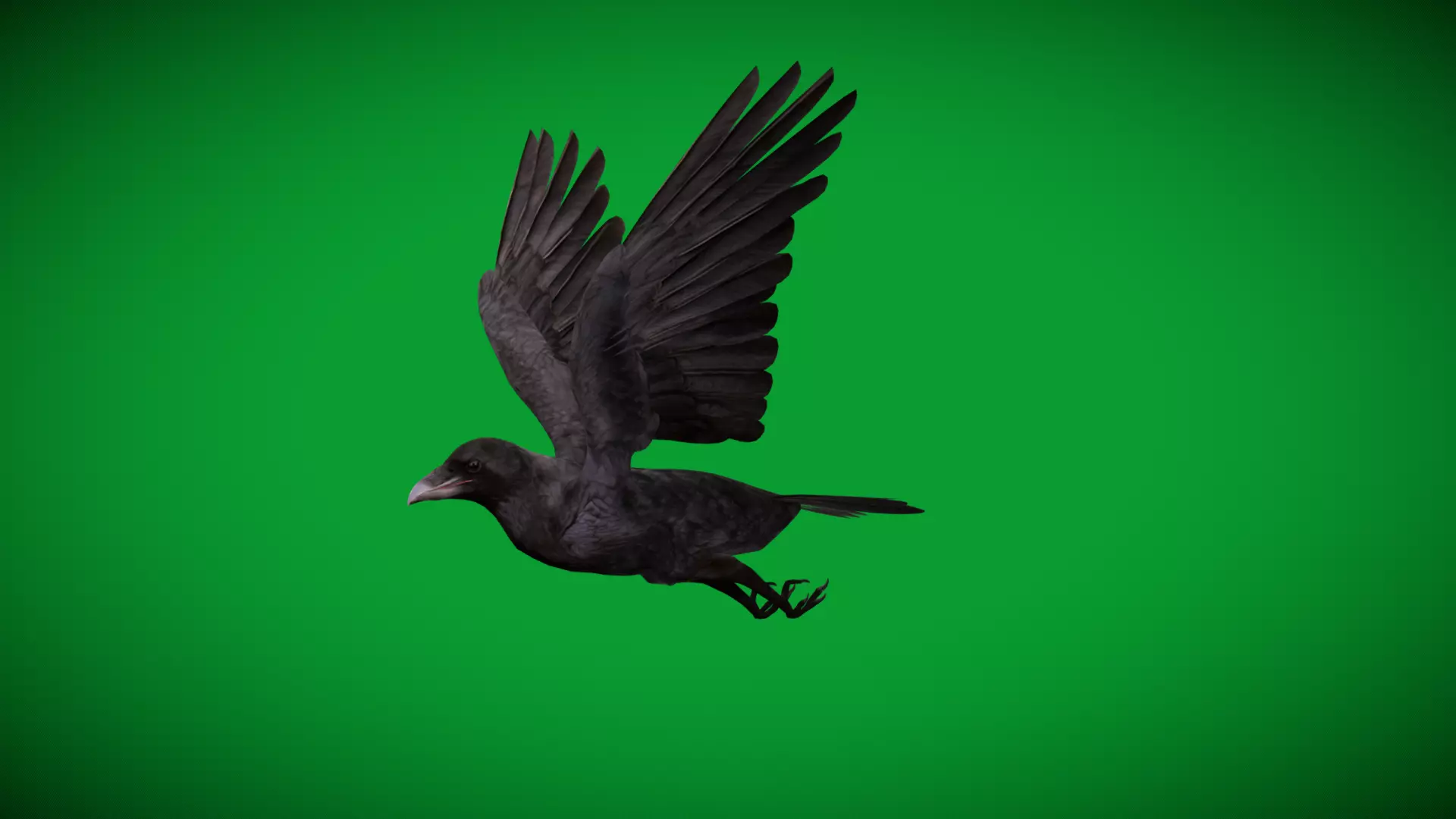 European Common Raven Bird Low-poly 3D model_33