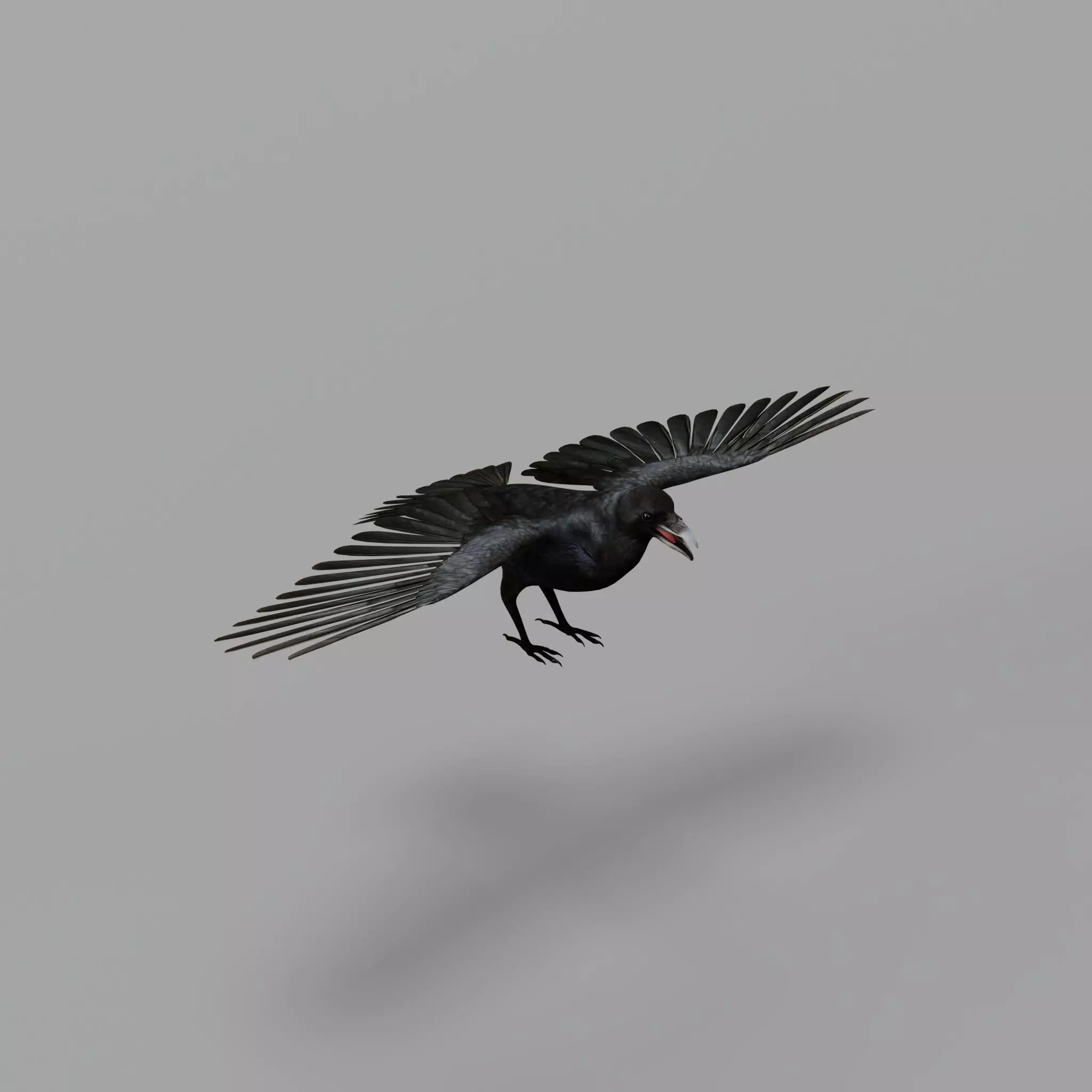 European Common Raven Bird Low-poly 3D model_46