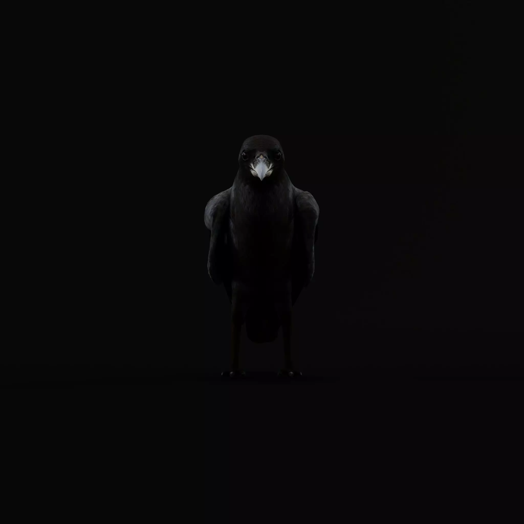 European Common Raven Bird Low-poly 3D model_45