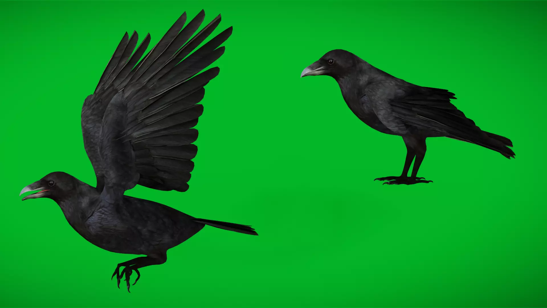 European Common Raven Bird Low-poly 3D model_0