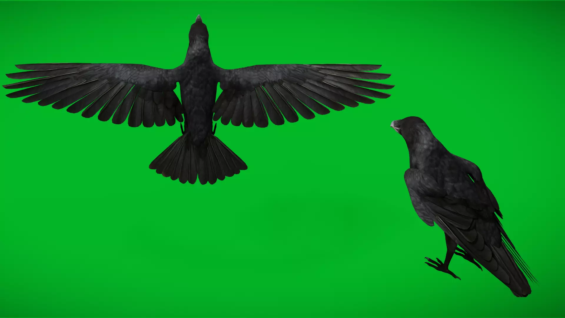 European Common Raven Bird Low-poly 3D model_4