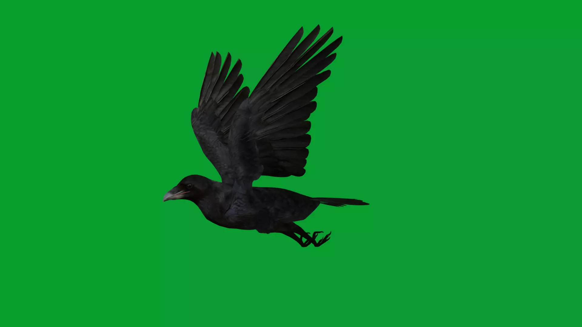 European Common Raven Bird Low-poly 3D model_15