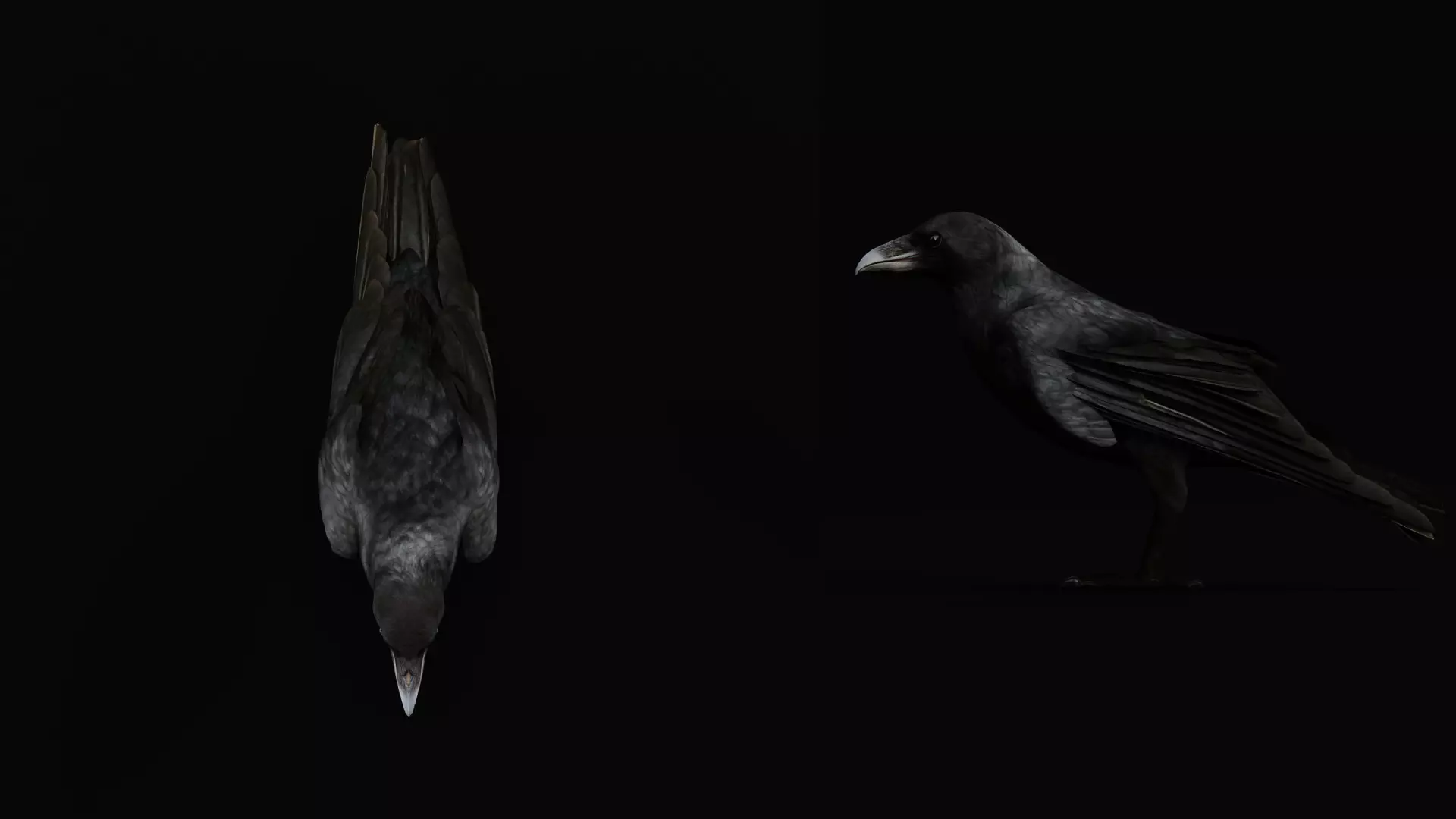 European Common Raven Bird Low-poly 3D model_13