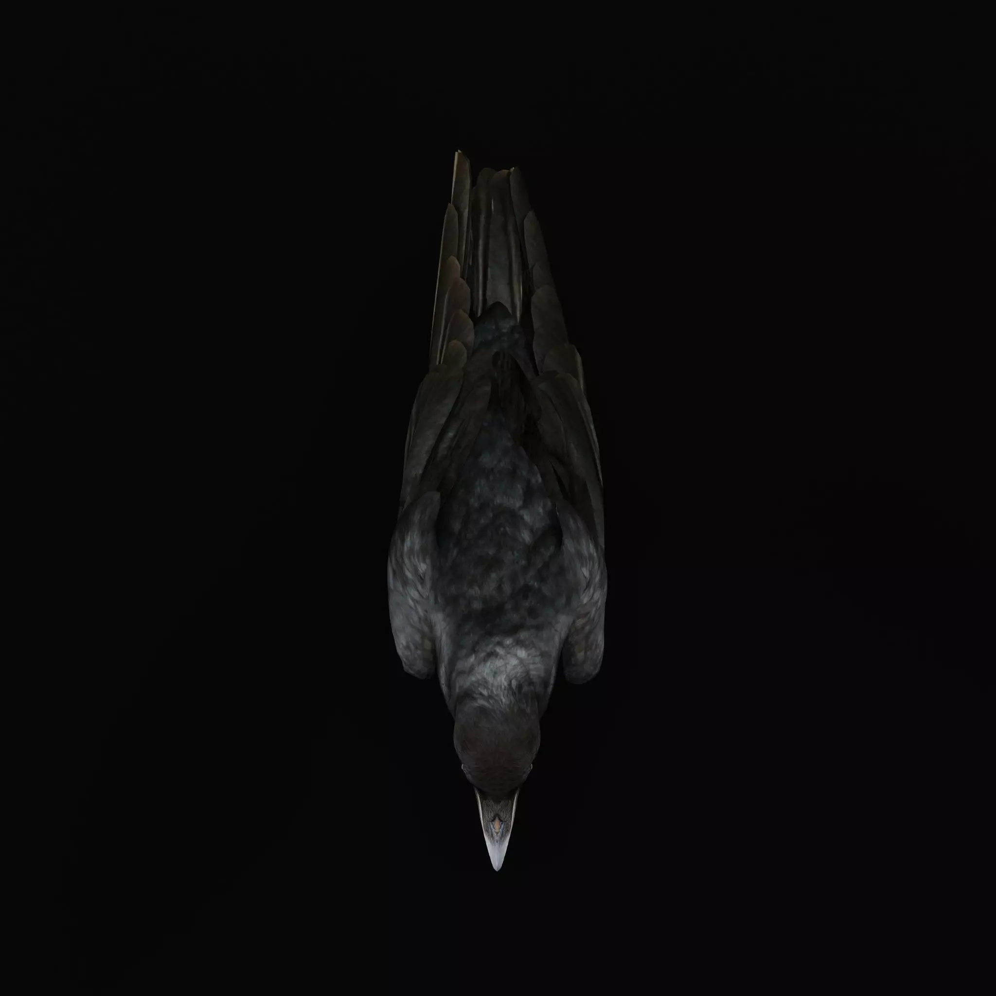 European Common Raven Bird Low-poly 3D model_41