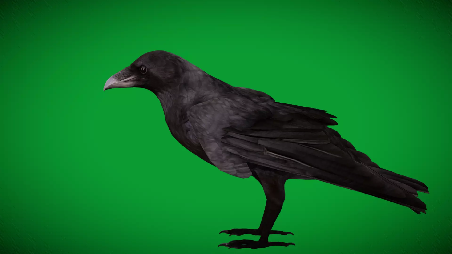 European Common Raven Bird Low-poly 3D model_38