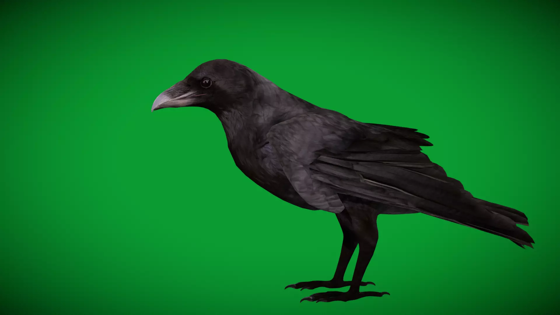 European Common Raven Bird Low-poly 3D model_25