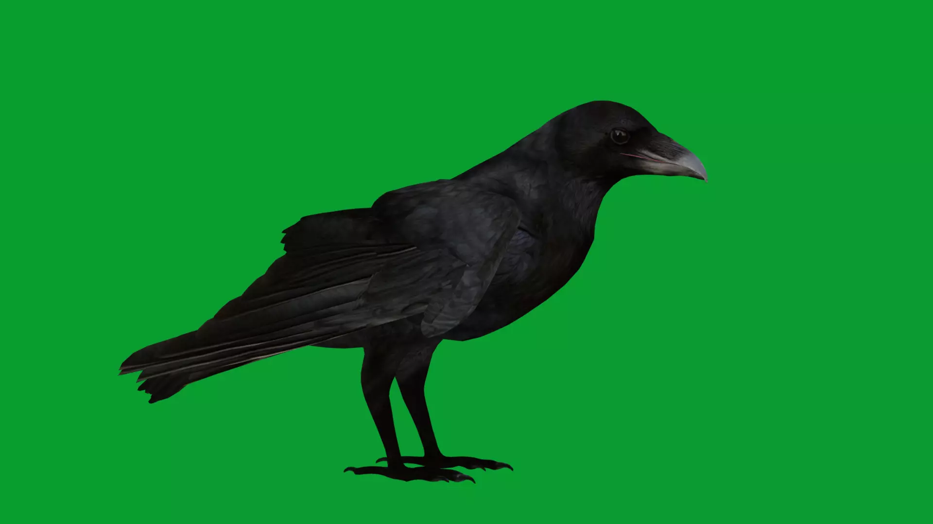 European Common Raven Bird Low-poly 3D model_21