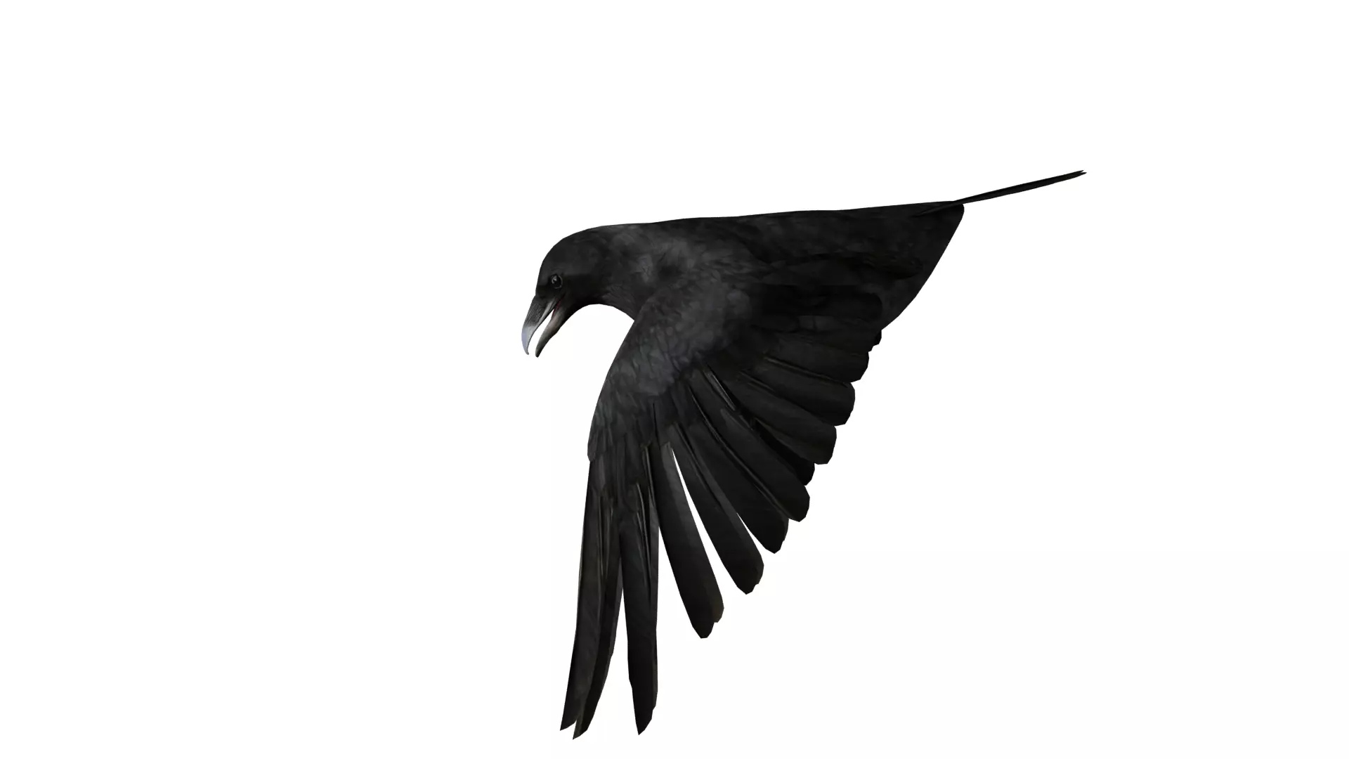 European Common Raven Bird Low-poly 3D model_40
