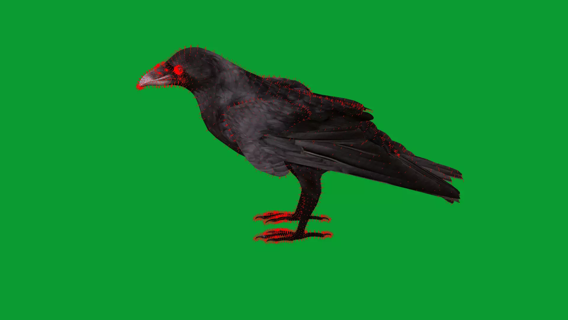 European Common Raven Bird Low-poly 3D model_26