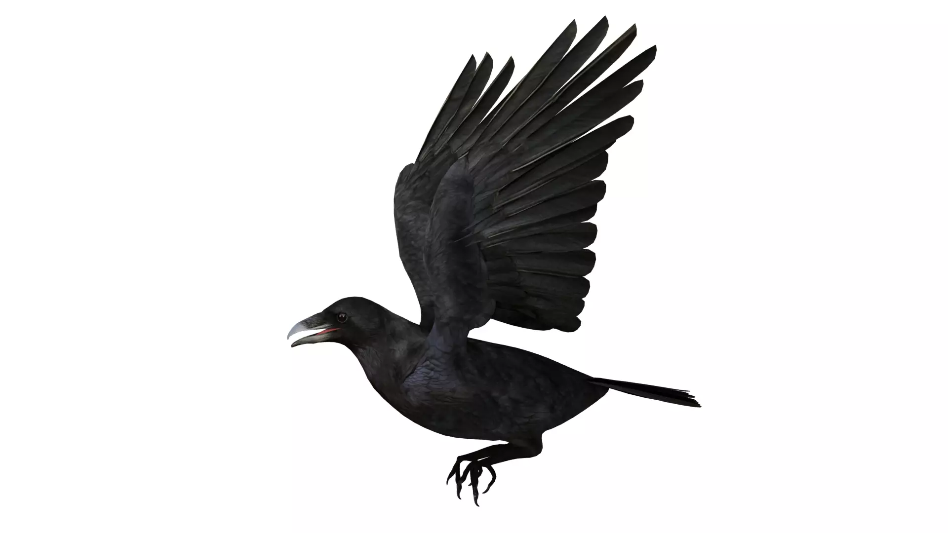 European Common Raven Bird Low-poly 3D model_48