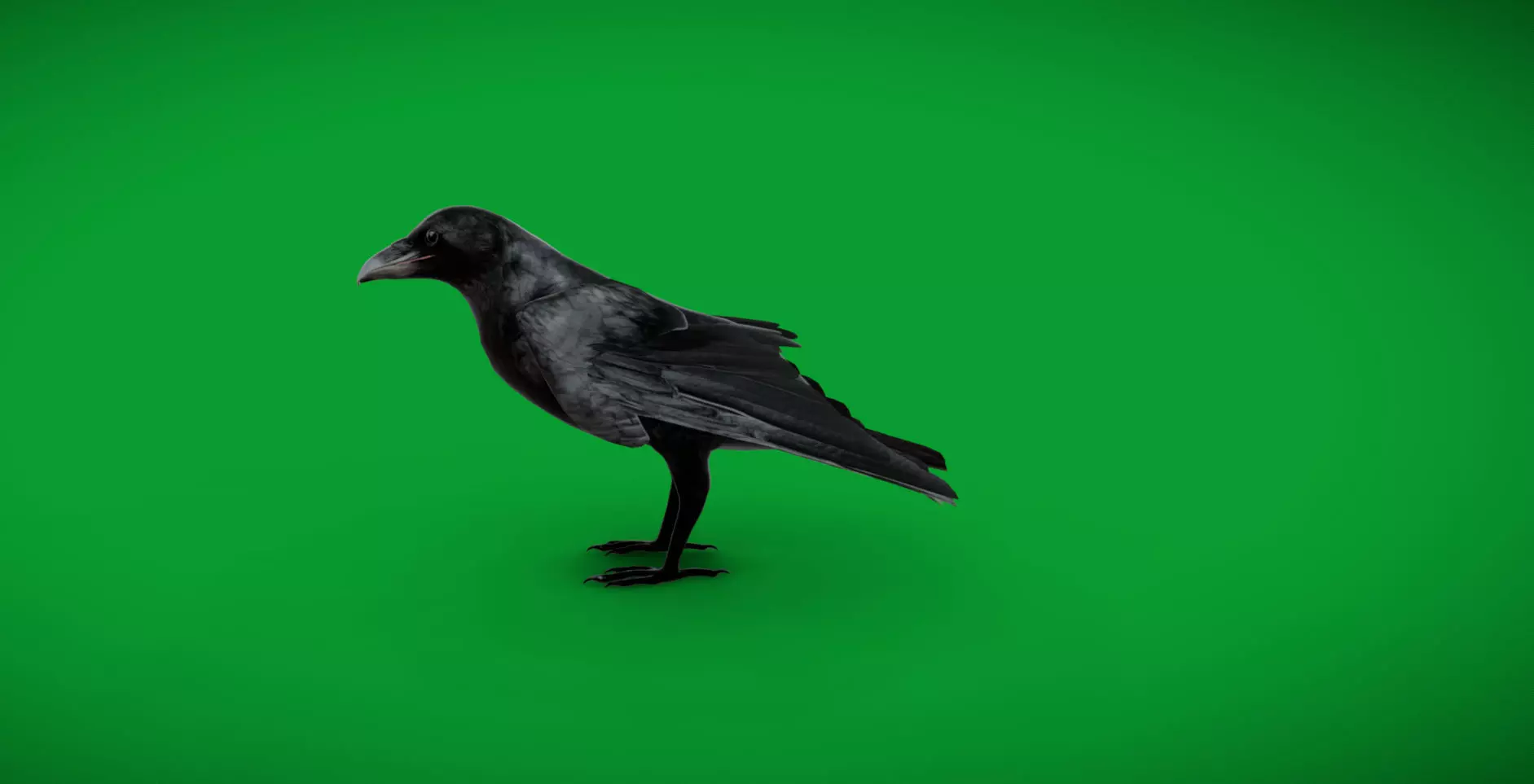 European Common Raven Bird Low-poly 3D model_6