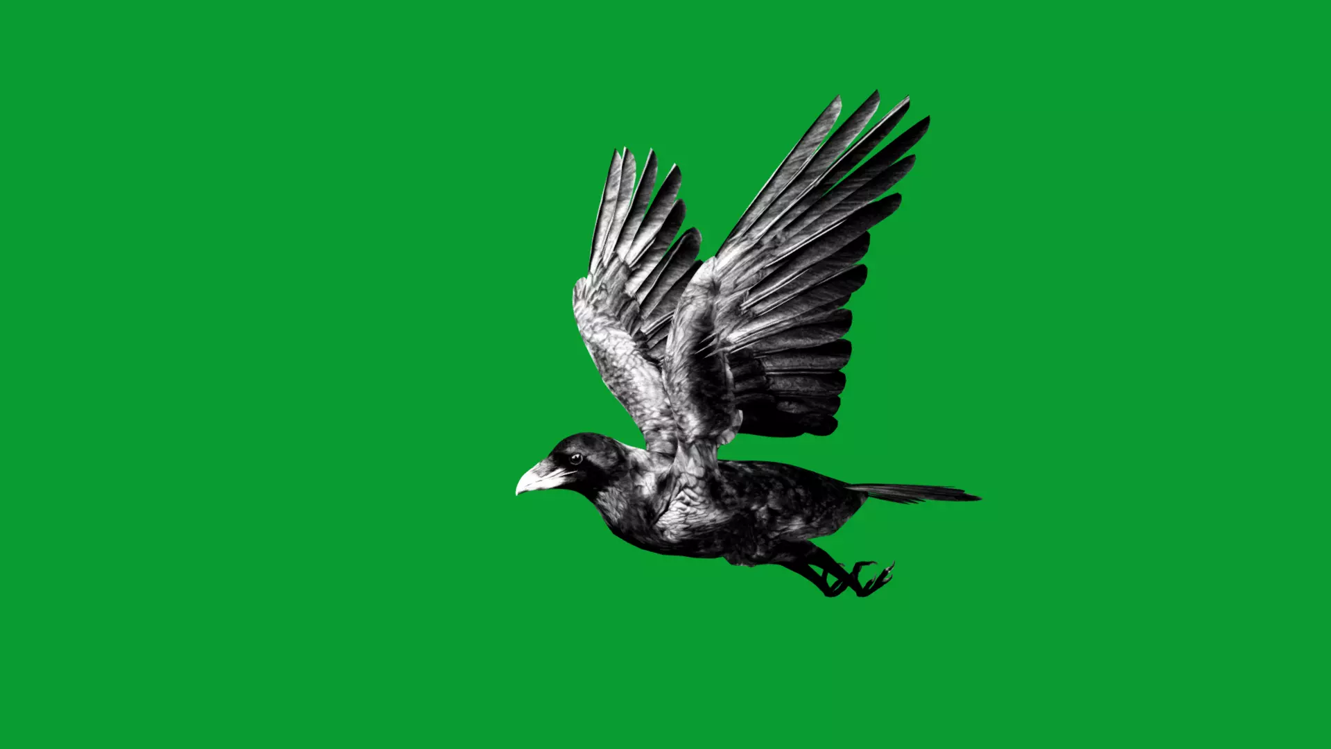 European Common Raven Bird Low-poly 3D model_10