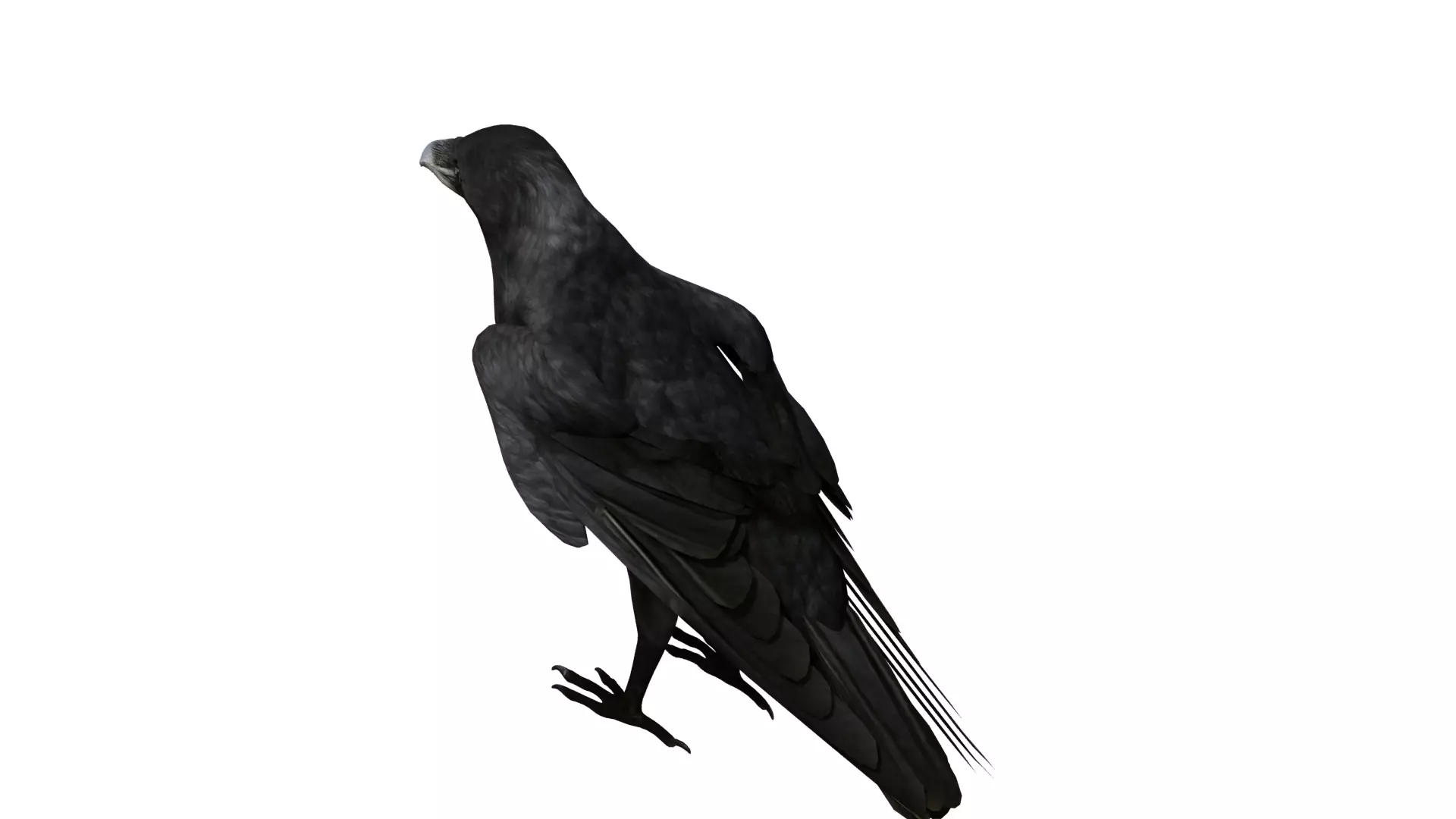 European Common Raven Bird Low-poly 3D model_49