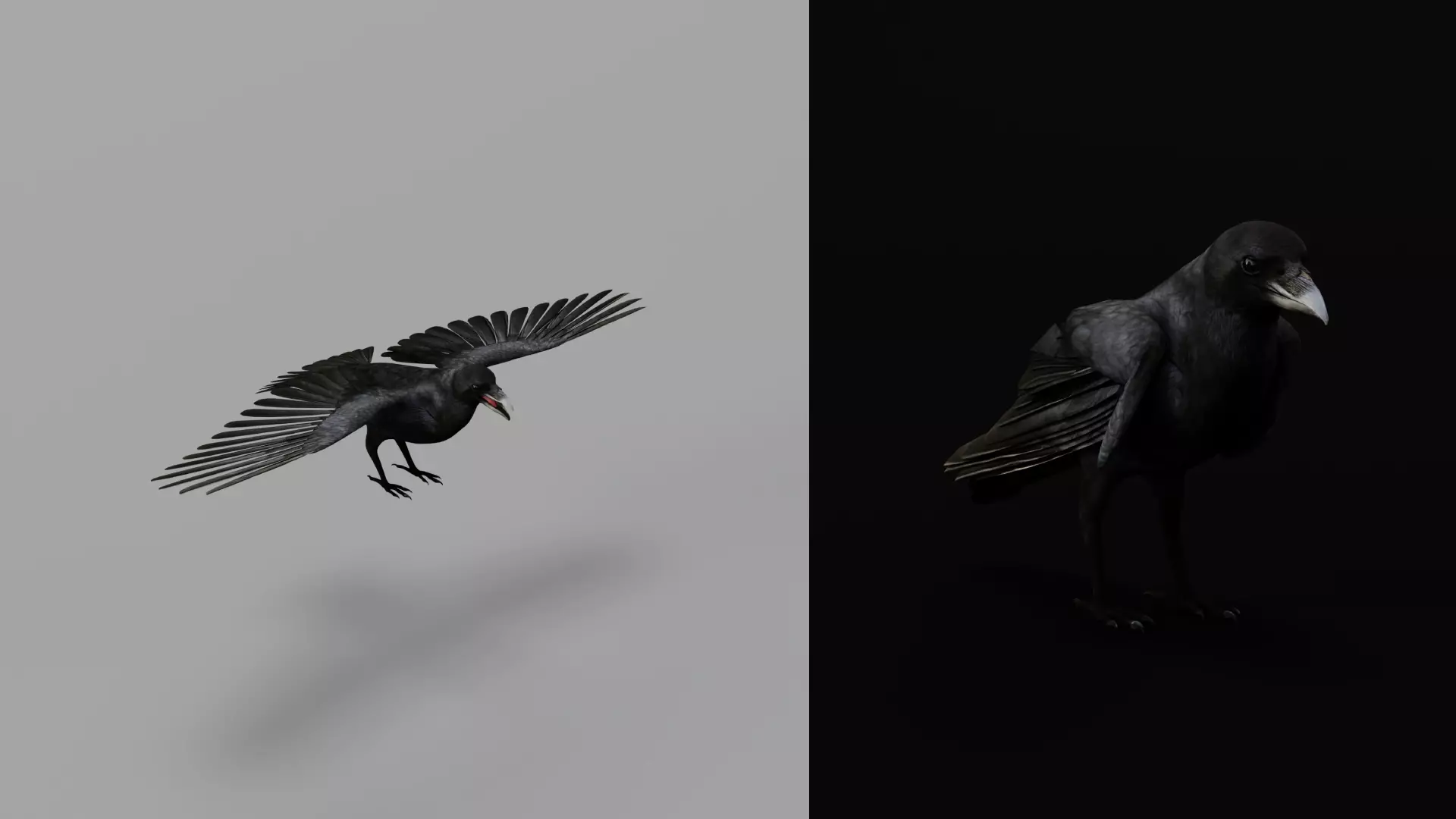 European Common Raven Bird Low-poly 3D model_7