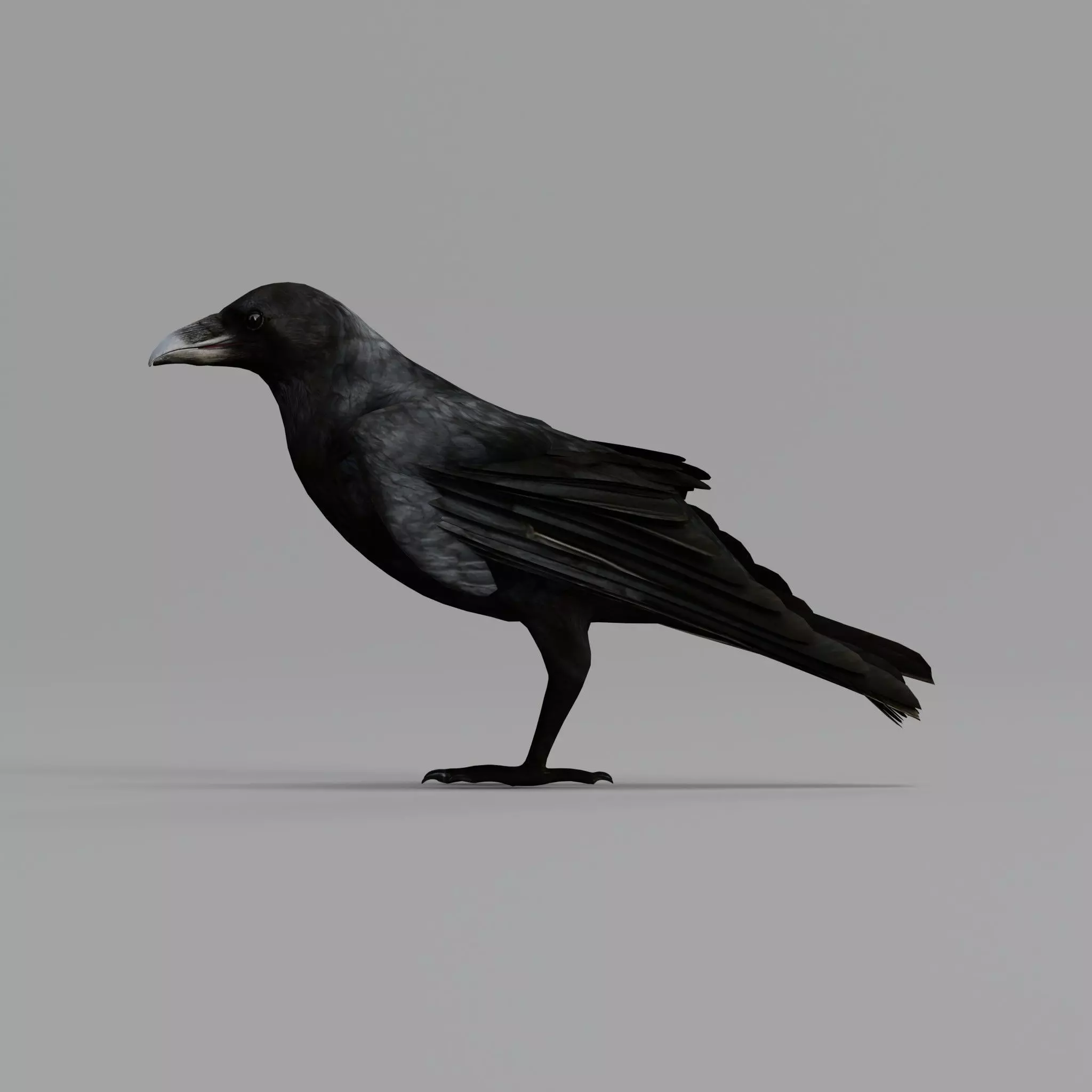 European Common Raven Bird Low-poly 3D model_47