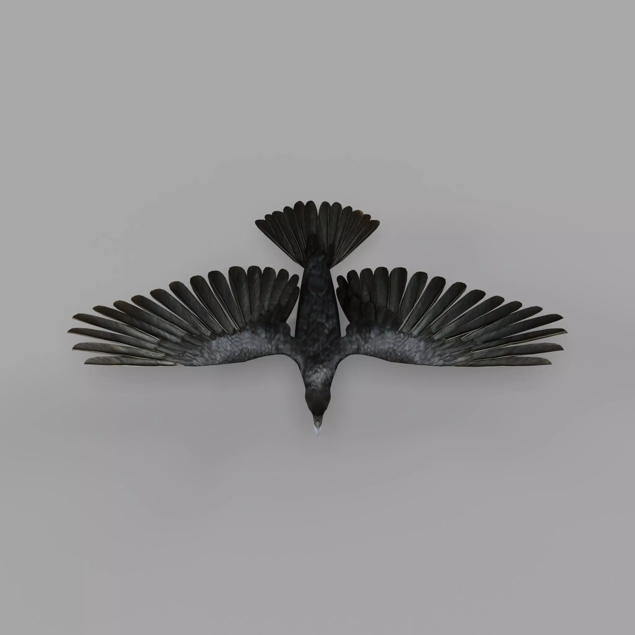 European Common Raven Bird Low-poly 3D model_43