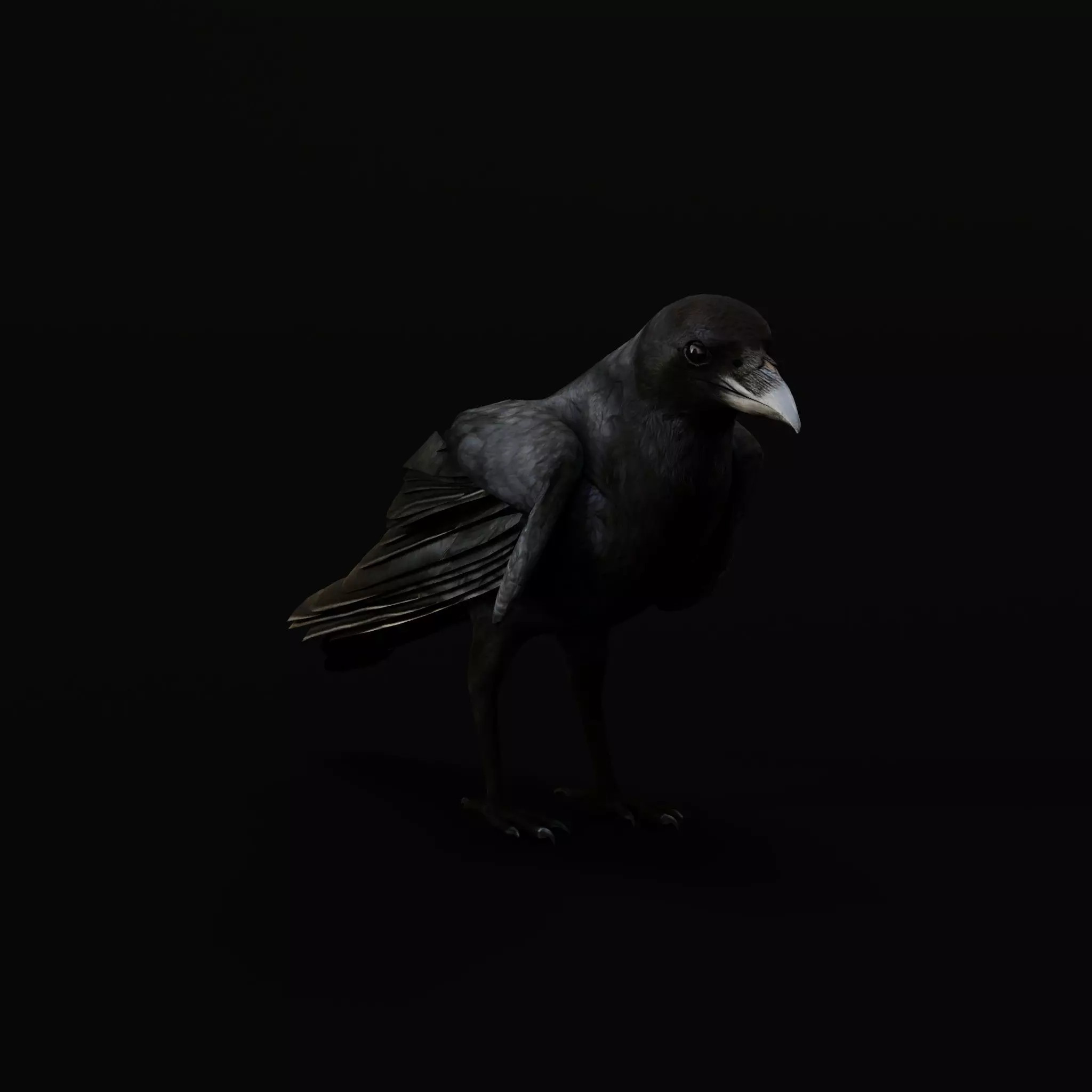 European Common Raven Bird Low-poly 3D model_39