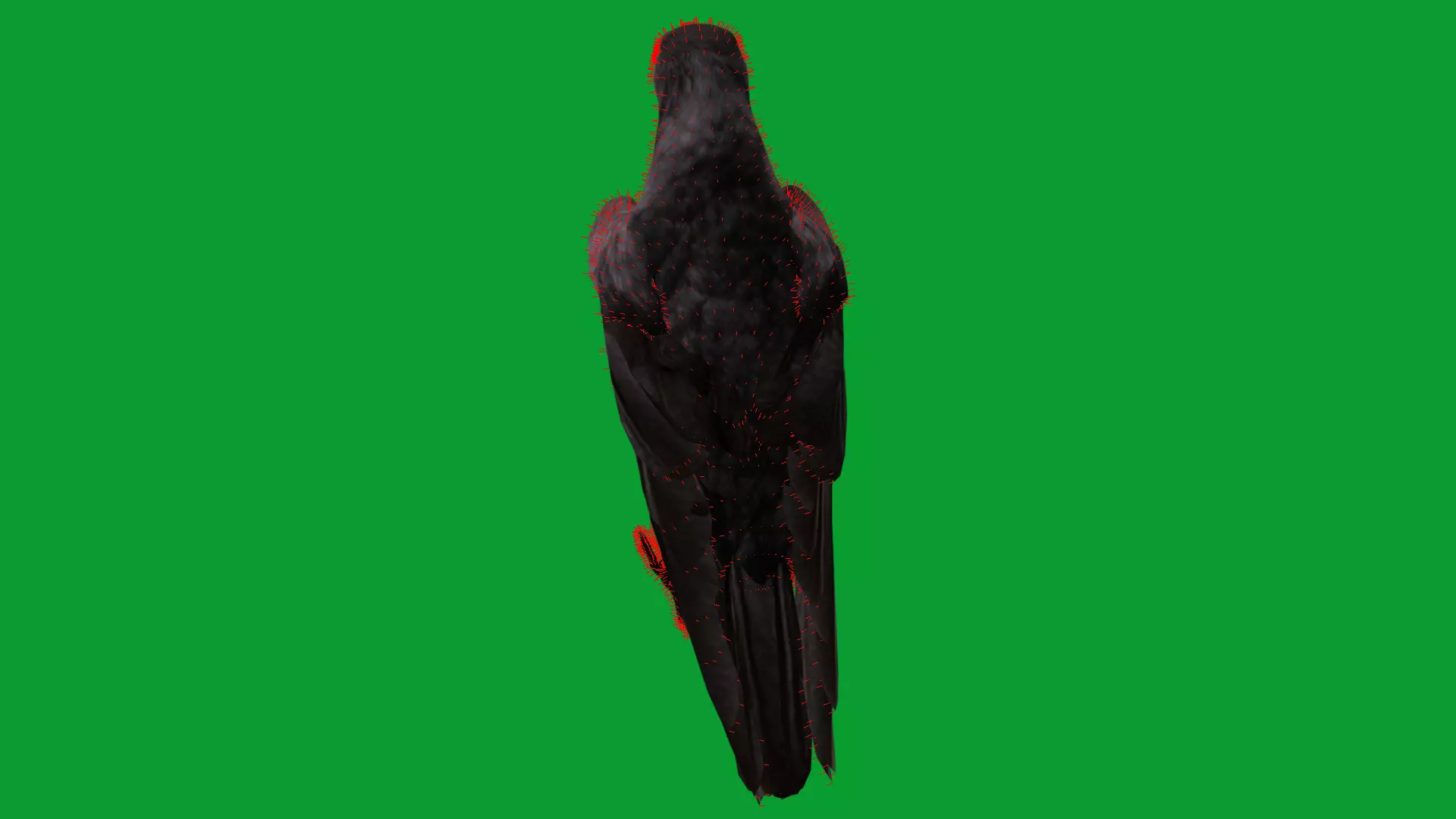 European Common Raven Bird Low-poly 3D model_22