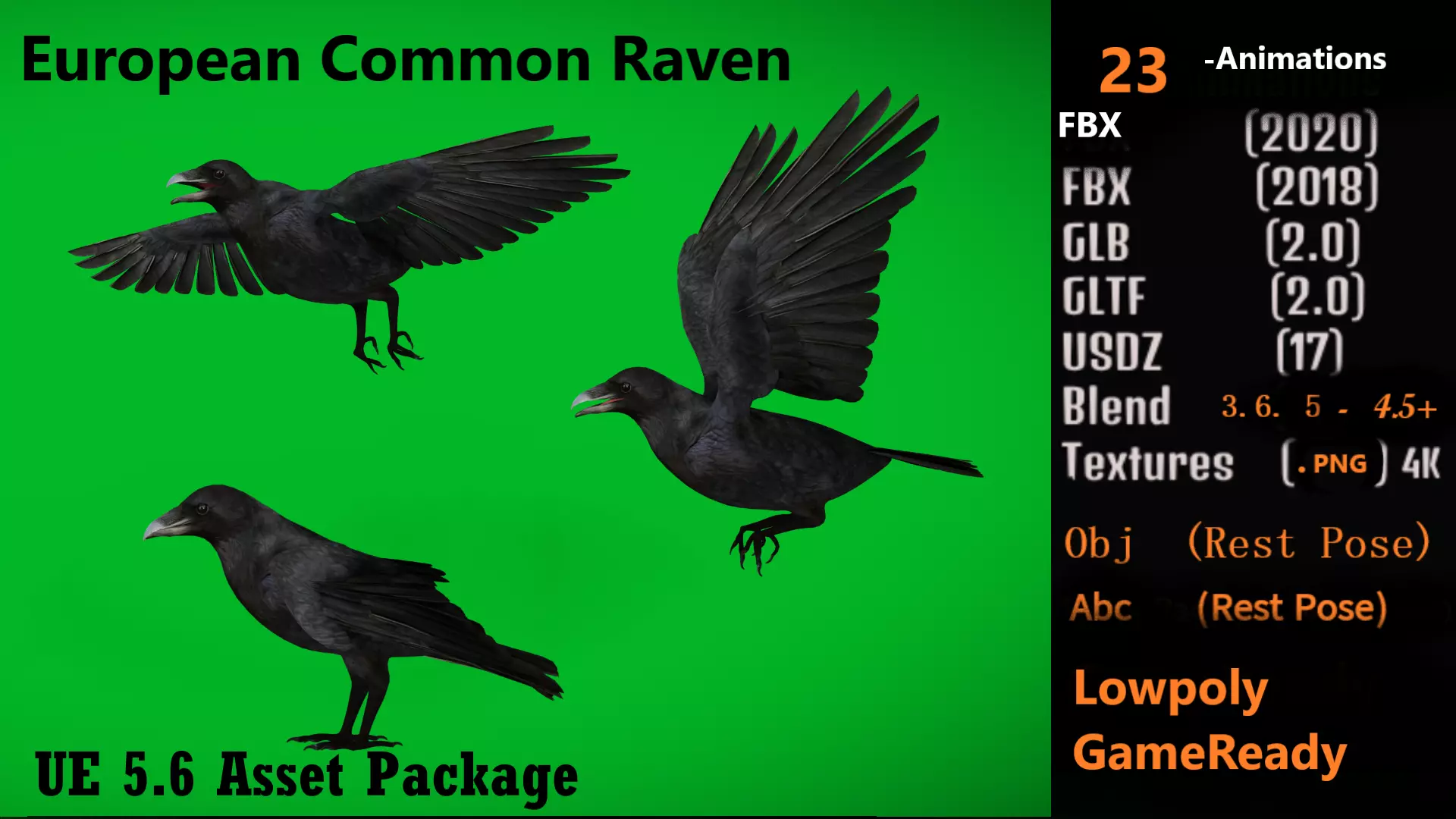 European Common Raven Bird Low-poly 3D model_3