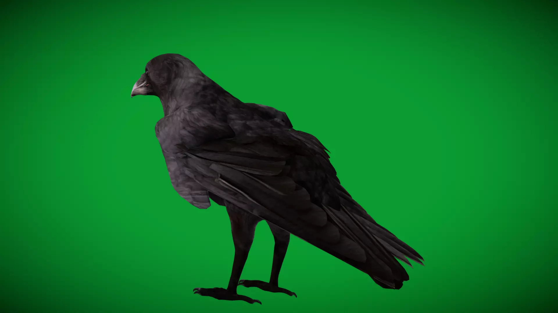 European Common Raven Bird Low-poly 3D model_37