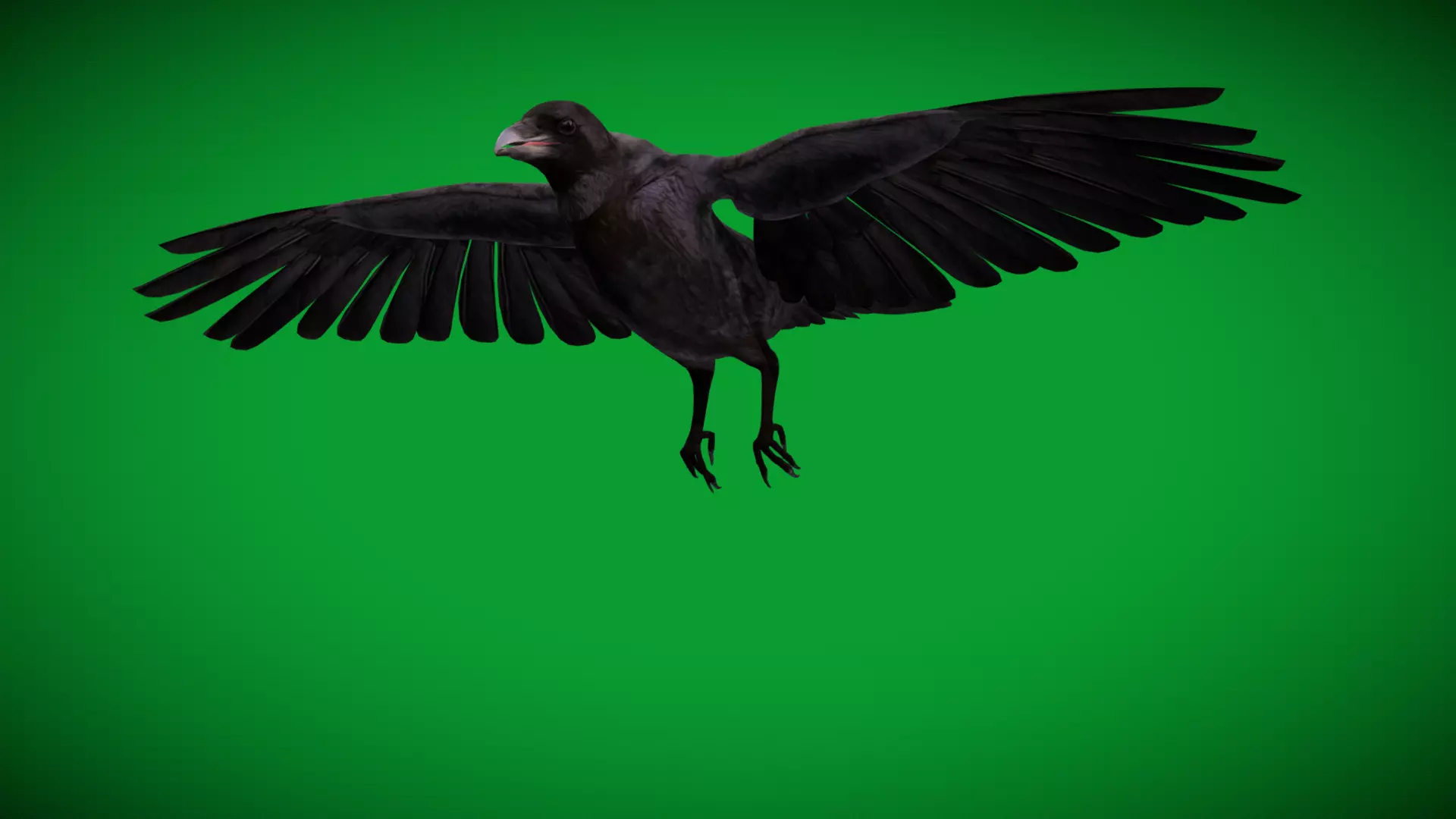 European Common Raven Bird Low-poly 3D model_34